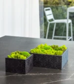 Victoria Dome - Dekoráció / Növény - Le Petit Jardin - Fresh - Square Box (M)