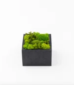 Victoria Dome - Dekoráció / Növény - Le Petit Jardin - Fresh - Square Box (M)