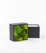 Victoria Dome - Dekoráció / Növény - Le Petit Jardin - Fresh - Square Box (M)
