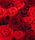 Victoria Dome - Dekoráció / Növény - Le Petit Jardin - Desire - Square Box (M)