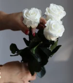 Victoria Dome - Standard rózsa csokor (50cm)