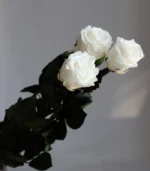 Victoria Dome - Standard rózsa csokor (50cm)