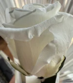 Victoria Dome - Standard rózsa (50cm)