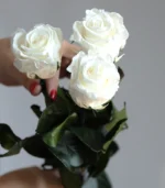 Victoria Dome - Standard rózsa csokor (50cm)