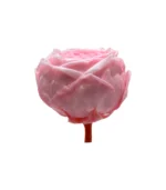 Victoria Dome - Dekoráció / Növény - Tartósított angol rózsa