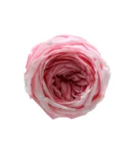 Victoria Dome - Dekoráció / Növény - Tartósított angol rózsa