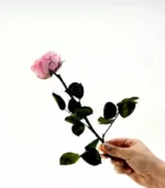 Victoria Dome - Dekoráció / Növény - Tartósított angol rózsa