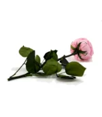 Victoria Dome - Dekoráció / Növény - Tartósított angol rózsa