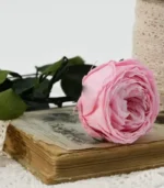 Victoria Dome - Dekoráció / Növény - Tartósított angol rózsa