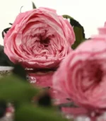 Victoria Dome - Dekoráció / Növény - Tartósított angol rózsa