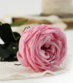 Victoria Dome - Dekoráció / Növény - Tartósított angol rózsa