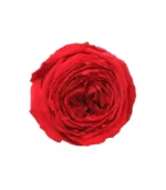 Victoria Dome - Dekoráció / Növény - Tartósított angol rózsa