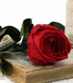 Victoria Dome - Dekoráció / Növény - Tartósított angol rózsa