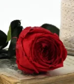 Victoria Dome - Dekoráció / Növény - Tartósított angol rózsa