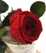 Victoria Dome - Dekoráció / Növény - Tartósított angol rózsa