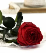 Victoria Dome - Dekoráció / Növény - Tartósított angol rózsa