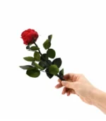 Victoria Dome - Dekoráció / Növény - Tartósított angol rózsa