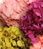 Victoria Dome - Dekoráció / Növény - Tartósított hortenzia