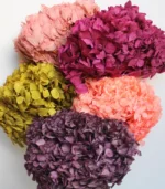 Victoria Dome - Dekoráció / Növény - Tartósított hortenzia