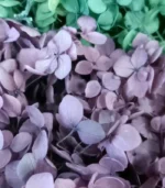 Victoria Dome - Dekoráció / Növény - Tartósított hortenzia