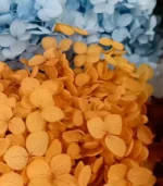 Victoria Dome - Dekoráció / Növény - Tartósított hortenzia