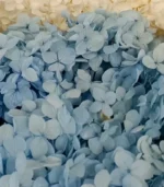 Victoria Dome - Dekoráció / Növény - Tartósított hortenzia