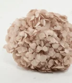 Victoria Dome - Dekoráció / Növény - Tartósított hortenzia