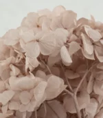 Victoria Dome - Dekoráció / Növény - Tartósított hortenzia