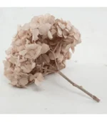 Victoria Dome - Dekoráció / Növény - Tartósított hortenzia