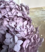 Victoria Dome - Dekoráció / Növény - Tartósított hortenzia