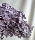 Victoria Dome - Dekoráció / Növény - Tartósított hortenzia