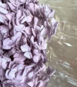 Victoria Dome - Dekoráció / Növény - Tartósított hortenzia