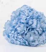 Victoria Dome - Dekoráció / Növény - Tartósított hortenzia