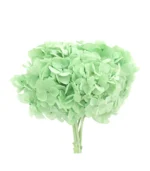 Victoria Dome - Dekoráció / Növény - Tartósított hortenzia