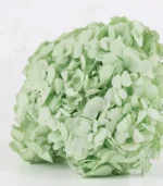 Victoria Dome - Dekoráció / Növény - Tartósított hortenzia