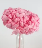 Victoria Dome - Dekoráció / Növény - Tartósított hortenzia