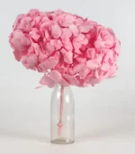 Victoria Dome - Dekoráció / Növény - Tartósított hortenzia