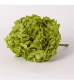 Victoria Dome - Dekoráció / Növény - Tartósított hortenzia