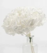 Victoria Dome - Dekoráció / Növény - Tartósított hortenzia