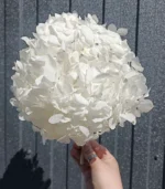 Victoria Dome - Dekoráció / Növény - Tartósított hortenzia