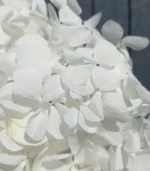 Victoria Dome - Dekoráció / Növény - Tartósított hortenzia