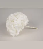 Victoria Dome - Dekoráció / Növény - Tartósított hortenzia