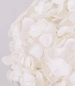 Victoria Dome - Dekoráció / Növény - Tartósított hortenzia