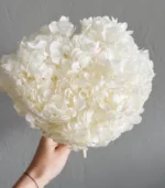 Victoria Dome - Dekoráció / Növény - Tartósított hortenzia