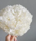 Victoria Dome - Dekoráció / Növény - Tartósított hortenzia