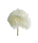 Victoria Dome - Dekoráció / Növény - Tartósított hortenzia