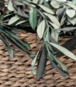 Victoria Dome - Dekoráció / Növény - Tartósított Olíva ágak