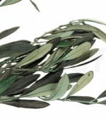 Victoria Dome - Dekoráció / Növény - Tartósított Olíva ágak