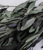 Victoria Dome - Dekoráció / Növény - Tartósított Olíva ágak