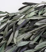 Victoria Dome - Dekoráció / Növény - Tartósított Olíva ágak